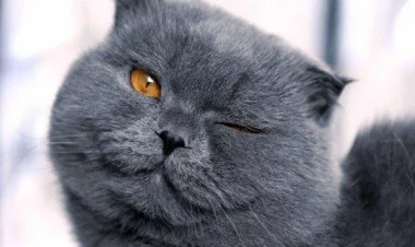 British Shorthair pişiyinin ömrünü uzatmaq üçün vacib olan amillər