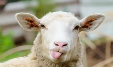 Quzu əti 22 manat oldu - VİDEO