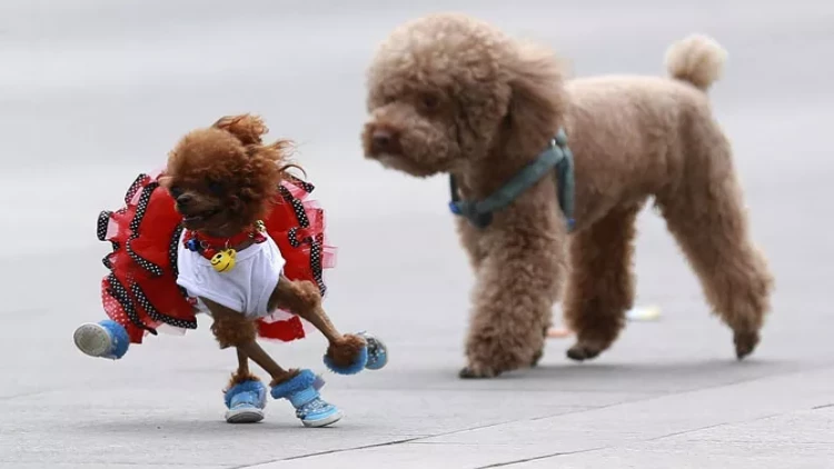 Poodle bala itinin təlimi üçün bəzi ipucular