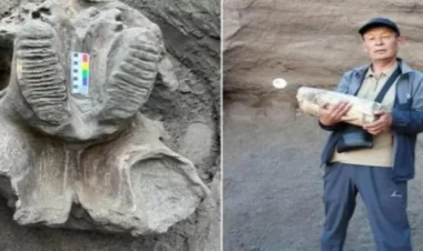 Qırğızıstanda nadir tapıntı - Fəhlələr mamont kəlləsi tapdılar