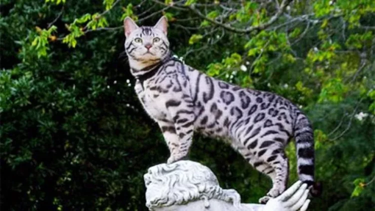 Benqal pişiyini saxlamaq neçəyə başa gəlir?