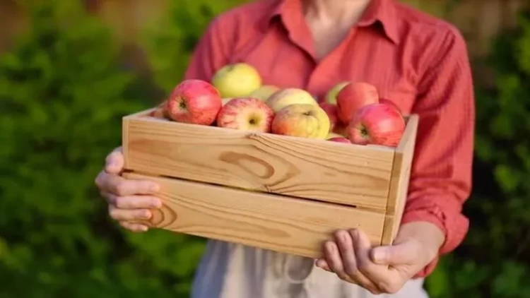 Gündə 1 ədəd yesəniz orqanlarınız yenilənəcək