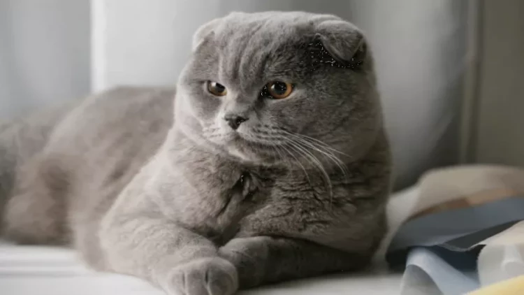 Scottish Fold pişiyini saxlamaq neçəyə başa gəlir?