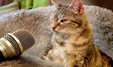 Pişiklər hansı səsləri sevirlər? - Ağlını itirməsinə səbəb olur