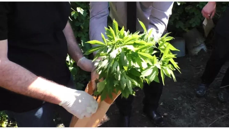 Meşədə çətənə kolu yetişdirən şəxs tutuldu - FOTO