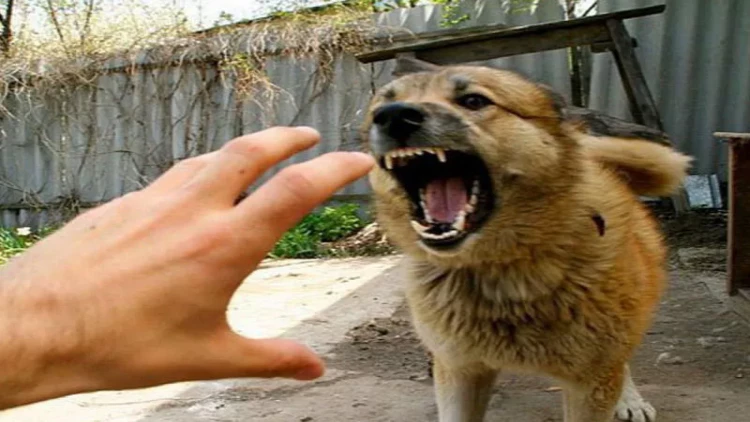 İt niyə pis davranmağa başlayır? - Sahiblərin anlamadığı 3 səbəb