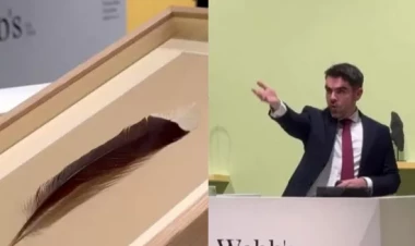 Bu quşun tükü dünyanın ən bahalı lələyi oldu