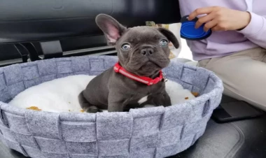 Buldoq bala itinə qulluq - Bunun üçün ən düzgün proseslər