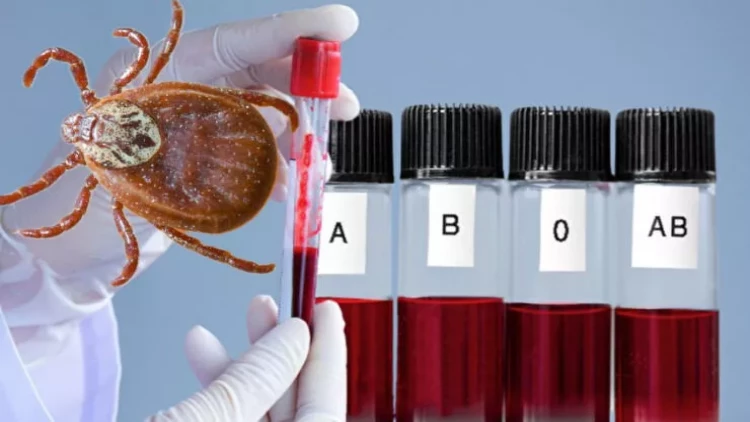 Gənələr ən çox bu qan qruplarına düşür: Otluqda oturanlara XƏBƏRDARLIQ