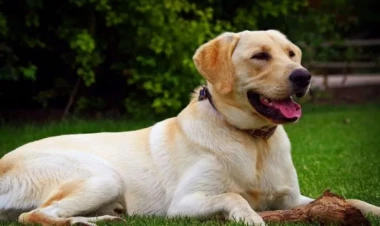 Labrador itlərində allergiya növləri və qarşısının alınması