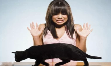 İnsanlar və pişiklər arasındakı münasibətin tarixi: 12 min il...