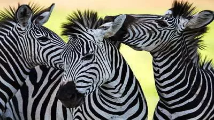 Zebralar niyə bir-birinə başını tərpədir? - Alimlər şok səbəb kəşf etdilər