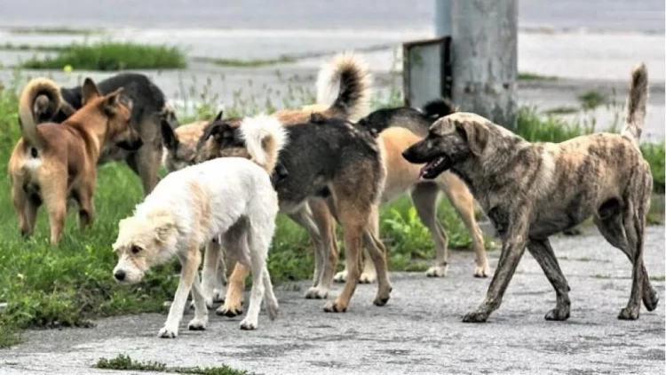 Xırdalanda sahibsiz itlər qadına hücum etdilər - ANBAAN VİDEO
