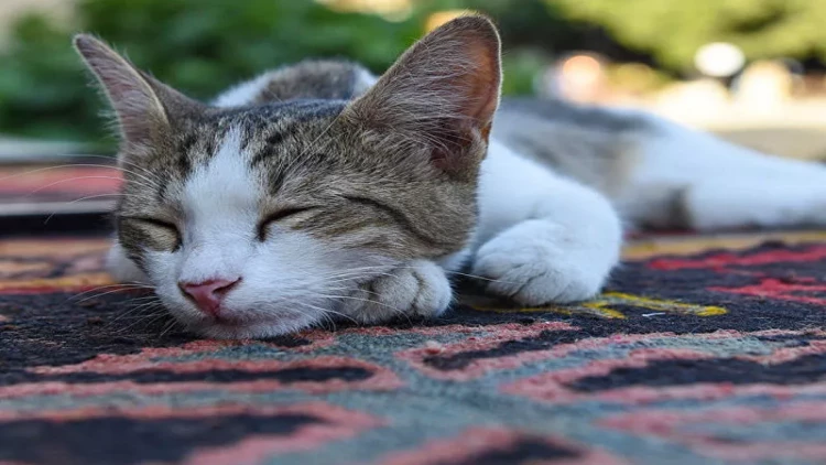 Pişiklərdə həddindən artıq yuxu nəyə işarədir?