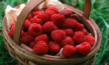 Moruq bu xəstəlikləri sağaldırmış