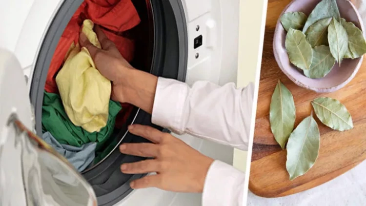 Paltaryuyan maşına içində dəfnə yarpağı olan corab qoyun