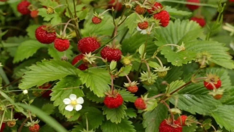 “Çiyələk yarpaqlarını yemək olarmı?” deməyin: Görün nə qədər XEYİRLİDİR