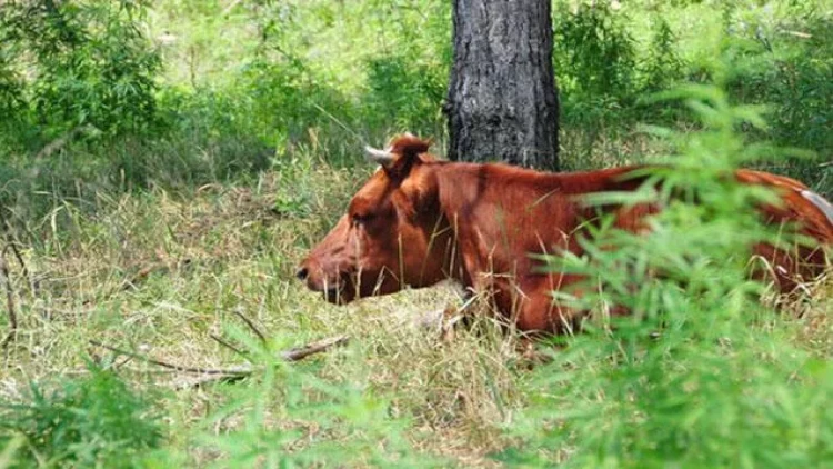Bakıdan ova gedənlər şikar tapmayıb inəyi vurdular - Kuryoz hadisə