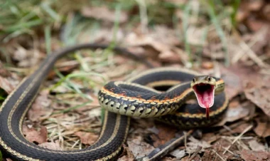 Yuxuda ilan görmək nə vəd edir?