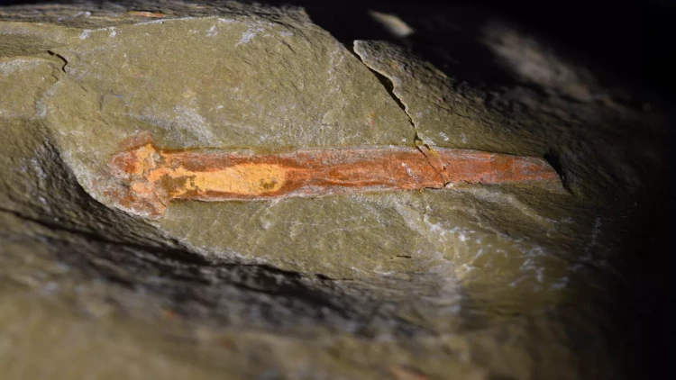 500 milyon il əvvəldən gələn qorxunc canlı: Həyatın yaranmasına dair fikir dəyişdi