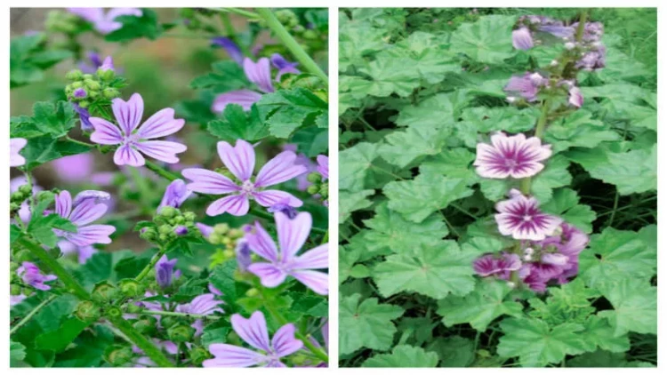 Keçəlliyə qarşı dərman olan əməköməcinin bilmədiyiniz FAYDALARI