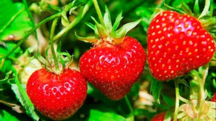 Çiyələyin dibinə YOD TÖKÜN – Bol məhsul üçün qeyri-adi yol