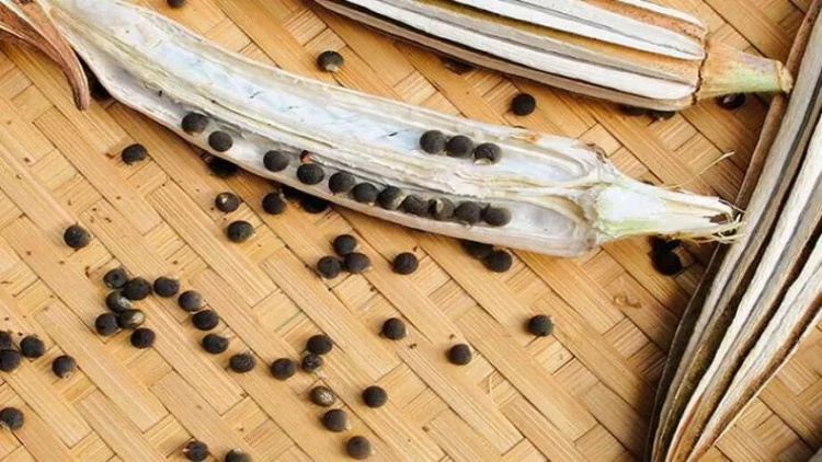 Bamya toxumunun FAYDALARI – Belə istifadə edin