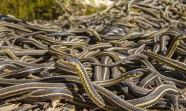 Bərdə sakinlərini dəhşətə salan hadisə: İlanlar evlərə  hücum etdi