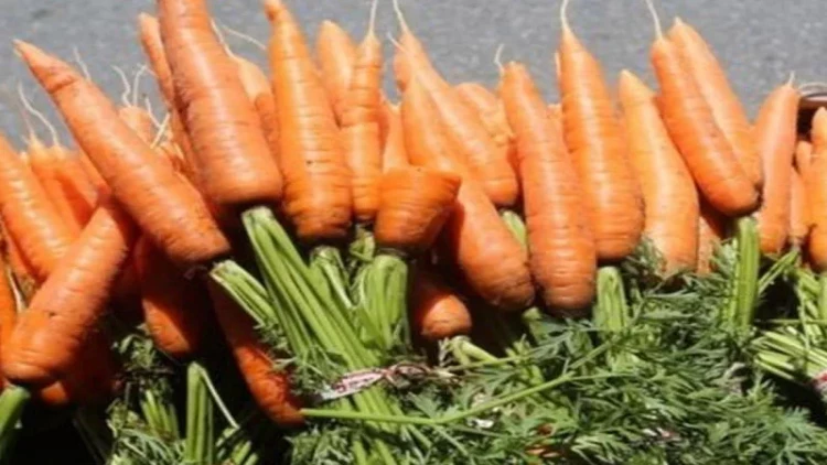 Yerkökünün bilmədiyimiz faydası