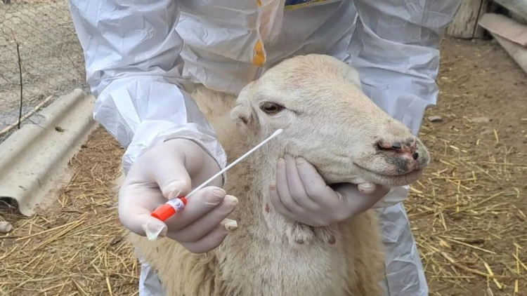 Xırdabuynuzlu heyvanların Gürcüstandan Azərbaycana idxalına məhdudiyyət qoyuldu