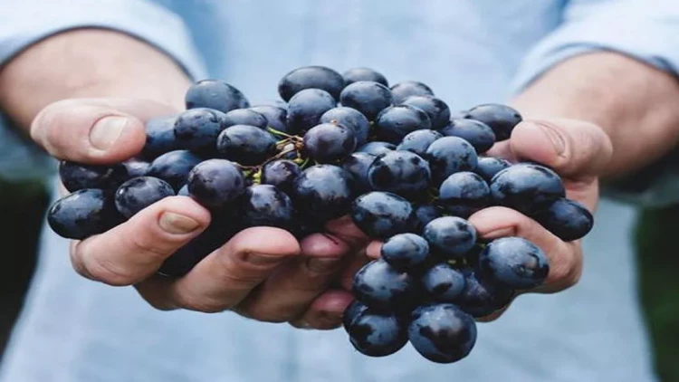 Üzümün dənəsini yemək orqanizmə necə təsir edir?