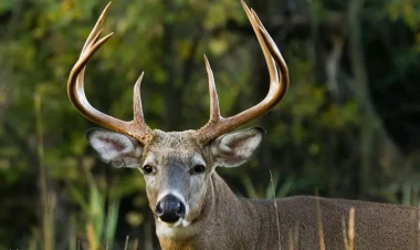 İnsanlar arasında maral zombi xəstəliyi yayıla bilər