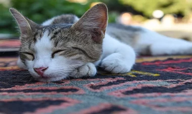 Pişiyin xəstə olduğunu necə başa düşmək olar? - Burnuna toxunmayın