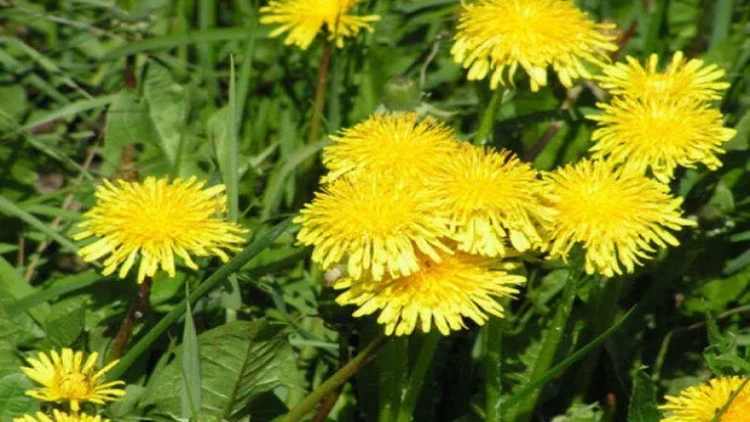 Xərçənglə mübarizədə zəncirotu faydalıdırmı? - VİDEO