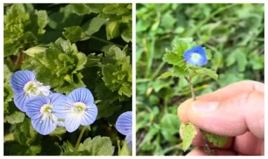 Peyğəmbərdən ad istəyən narin çiçəyin inanılmaz FAYDALARI