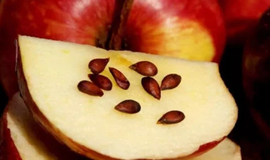 Çəyirdəyi meyvəsindən də faydalıdır