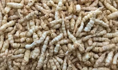 Dünyanın ən bahalı paraziti: Kilosu 52 mindir