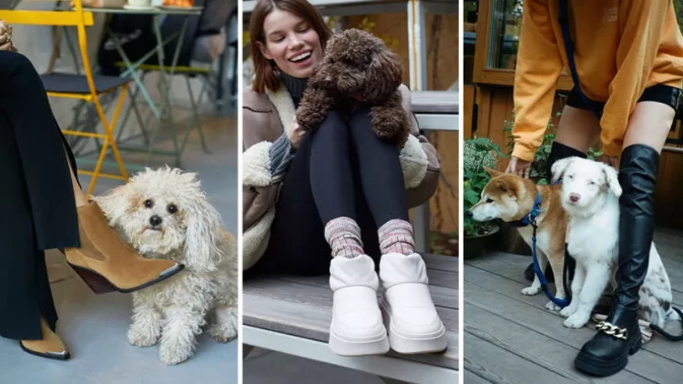 Ev heyvanlarını gəzdirərkən necə geyinmək lazımdır?