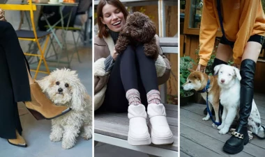 Ev heyvanlarını gəzdirərkən necə geyinmək lazımdır?