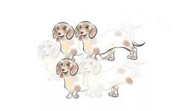 Şəkildə neçə it görürsünüz? Bu sizin psixoloji yaşınızı göstərəcək