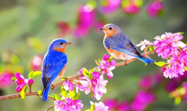 Sabah 13 dərəcə isti olacaq