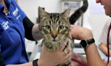 “Bəzən hamilə qadın üçün abort qaçılmaz olur” - Ev heyvanlarının törətdiyi fəsadlar