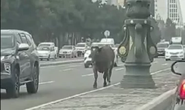 Bakının mərkəzində buğa 