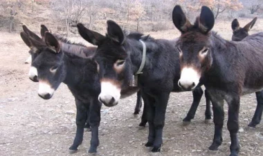 Dəridən hazırlanır, gənc saxlayır: Bu dərmana görə hər il dünyada milyonlarla eşşək öldürülür - FOTOlar