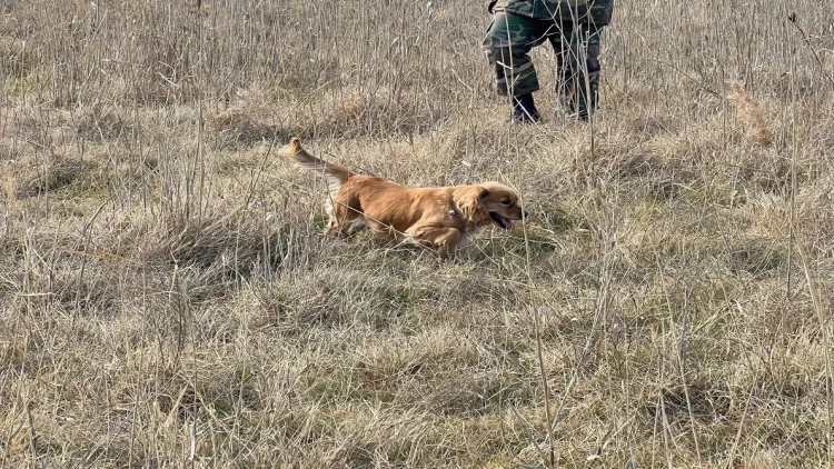 11 yaşlı Rasimin axtarışı üçün itlər gətirildi - FOTO