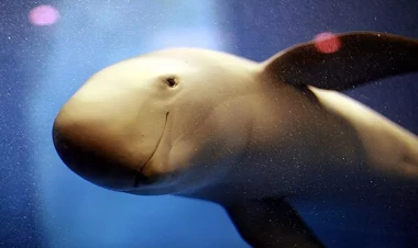 Okeanın dibindəki mistik dəliklərin sirri açıldı