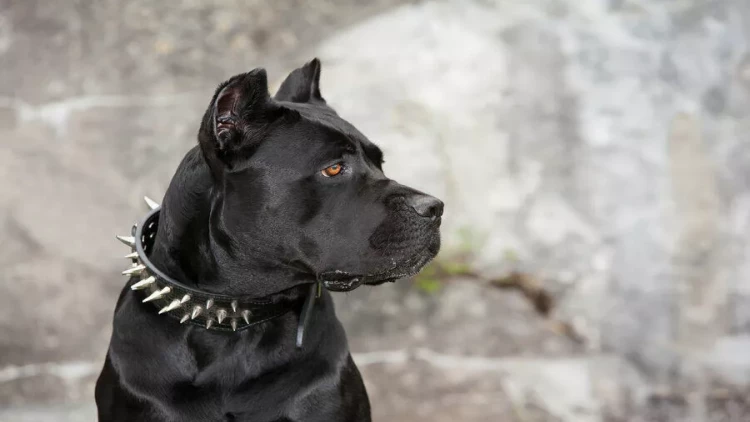 Pandemiyanın daha bir FƏSADI: bu itlər aqressiv ola bilər