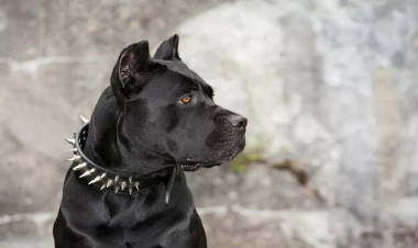 Pandemiyanın daha bir FƏSADI: bu itlər aqressiv ola bilər