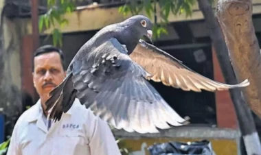 Casusluqda şübhəli bilinən göyərçin AZADLIQDA