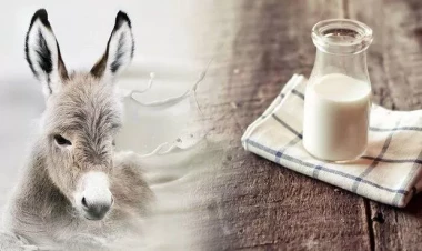 Uzunqulaq südü qızılcaya necə təsir edir?